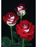 Роза чайно-гибридная Люксор (бело-красная) | Tea hybrid rose Luxor | Троянда чайно-гібридна Люксор (біло-червона)